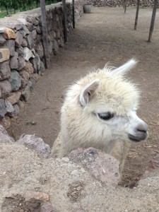 Alpaca, Emiliana Organic Vineyards, Chile