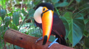 Toucan, Parque Das Aves, Foz do Iguacu